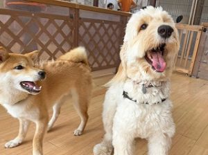 ペットホテルで新しいお友達が出来た犬ちゃん。