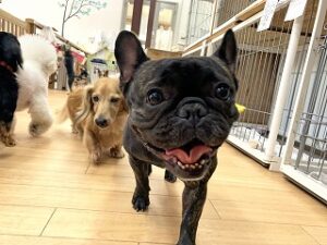 ペットホテルを探検中の犬ちゃん。