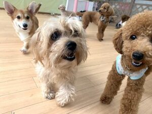 ペットホテルでのんびりくつろぐ犬ちゃん。