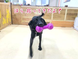 遊ぶワンちゃん