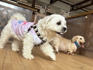 ペットホテルで競争をする犬ちゃん。