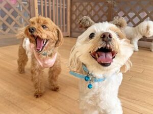 ペットホテルで元気に遊ぶ犬ちゃん。