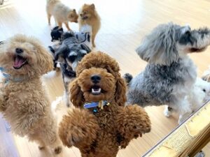 元気に飛び跳ねる犬ちゃん。