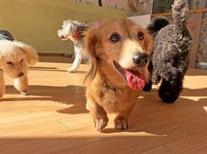 ペットホテルを探検中の犬ちゃん。