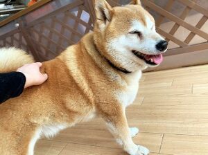 スタッフさんに撫でられて嬉しそうな犬ちゃん。