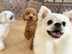 カメラに映りたい犬ちゃん。