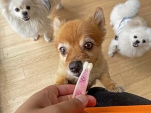 おもちゃに興味津々な犬ちゃん。
