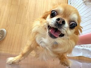 スタッフさんにご褒美をおねだりしている犬ちゃん。