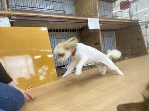 ペットホテルで走り回る犬ちゃん