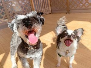 日光浴をする犬ちゃん。