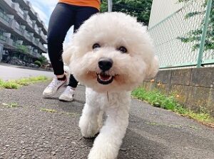 元気よくお散歩をしている犬ちゃん。