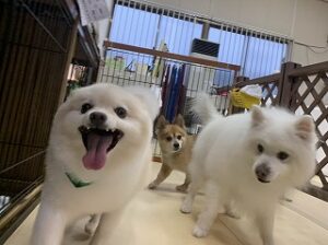 ペットホテルでたくさん遊ぶ
