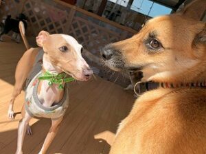 一緒に遊びたい犬ちゃん。