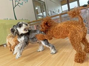 ペットホテルでお友達とじゃれあう犬ちゃん。
