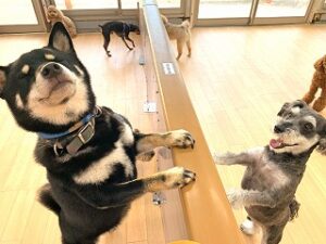 はじめましてのご挨拶をしている犬ちゃん。