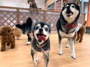 ペットホテルでお散歩中の犬ちゃん。