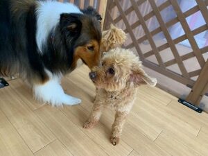 犬ちゃん達、はじめましてのご挨拶。