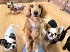 ペットホテルのスタッフさんとじゃれあう犬ちゃん。