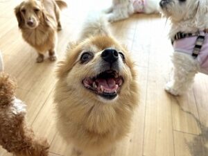 ペットホテルのスタッフさんにおやつをおねだりする犬ちゃん。