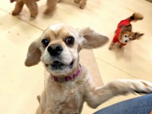 ペットホテルのスタッフさんと一緒に遊びたい犬ちゃん。