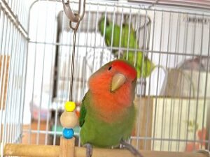 ペットホテルにお泊り中のインコちゃん。
