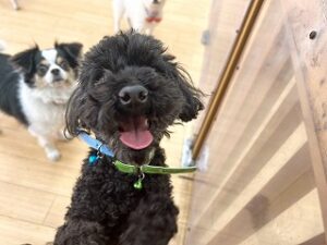 おやつをおねだりする犬ちゃん。