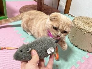 おもちゃに興味津々な猫ちゃん。