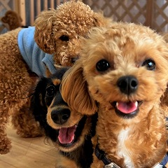 みんなで写真撮影をする犬ちゃん達。