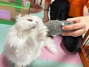 おもちゃで遊ぶ猫ちゃん