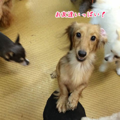 お友達がいっぱい！