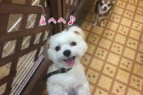 犬ちゃんの笑顔満点