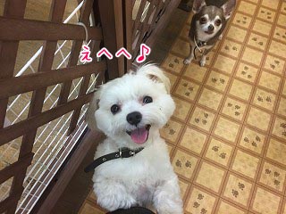 犬ちゃんの笑顔満点