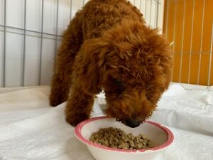 お食事中の犬ちゃん。