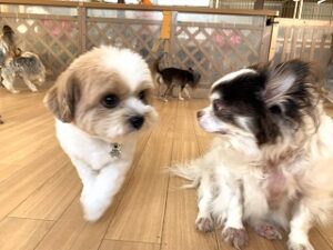 はじめましてのご挨拶をしている犬ちゃん。