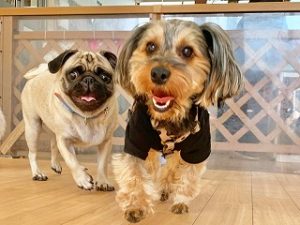 ペットホテルでお散歩をする犬ちゃん。