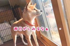 渋い犬ちゃん