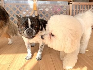 お話し中の犬ちゃん。