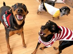 お友達と仲良く遊んでいる犬ちゃん。