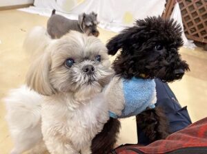 お友達をスタッフさんに紹介する犬ちゃん。