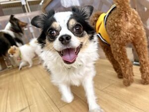 ペットホテルを探検中の犬ちゃん。