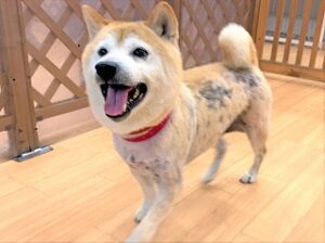 お散歩中の犬ちゃん。