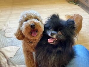 ペットホテルで新しいお友達が出来た犬ちゃん。