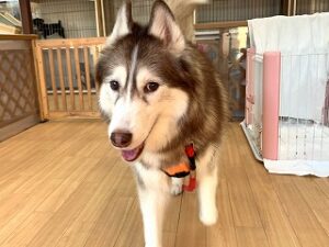 ペットホテルをお散歩中の犬ちゃん。