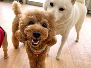 ペットホテルでお散歩中の犬ちゃん。