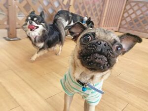 カメラが気になる犬ちゃん。