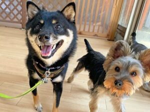 ペットホテルで新しいお友達が出来た犬ちゃん。