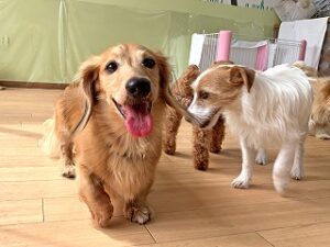 ペットホテルでお散歩中の犬ちゃん。