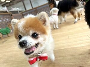 ペットホテルでお散歩中の犬ちゃん。
