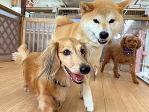 ペットホテルを探検中の犬ちゃん。