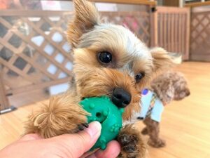 おもちゃで遊んでいる犬ちゃん。